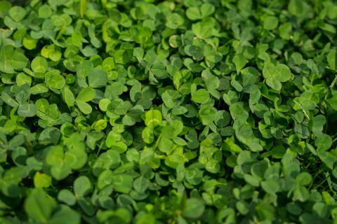 Lawn Clover 9.jpg
